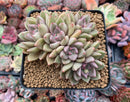 Echeveria 'Arje' Cluster 4" Succulent Plant