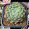 Echeveria 'Abiyu' 2" Setosa Hybrid Succulent Plant