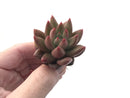 Echeveria Agavoides 'Shooting Star' 1" Succulent Plant