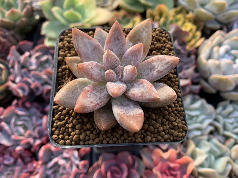 Echeveria 'Tolimanensis' 2"-3" Succulent Plant