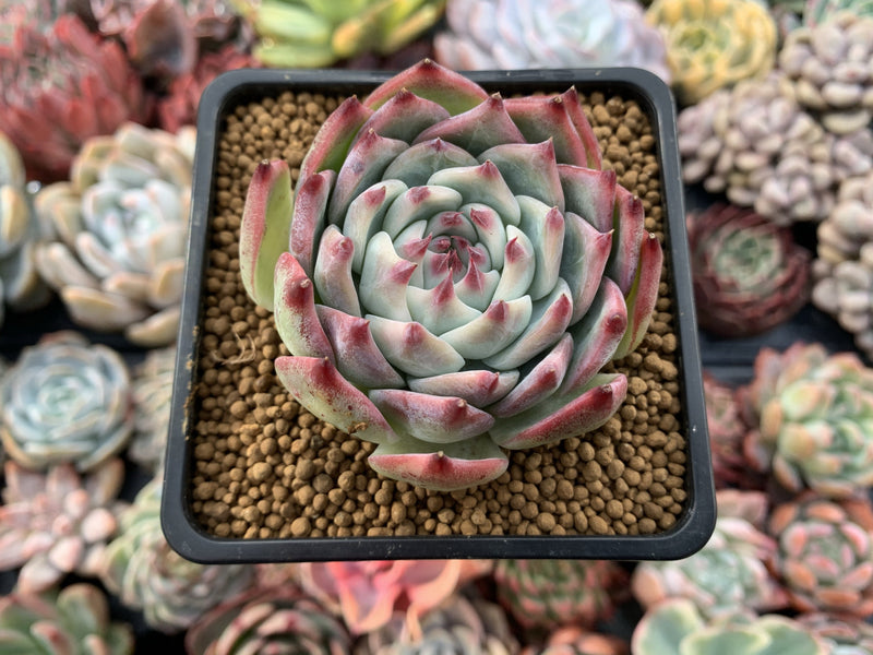 Echeveria 'Chihuahuaensis' 2" Succulent Plant