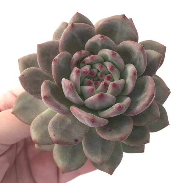 Echeveria 'Ariel' Large 4" Succulent Plant