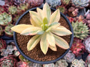 Pachyveria 'Cypress' Highly Variegated 4" Succulent Plant