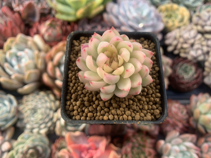 Echeveria 'Mebina' Variegated 1" Succulent Plant