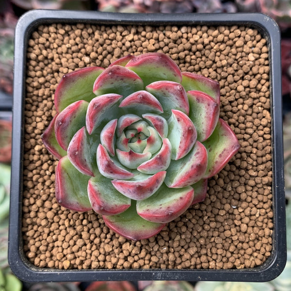 Echeveria 'Amore' 1"-2" Succulent Plant