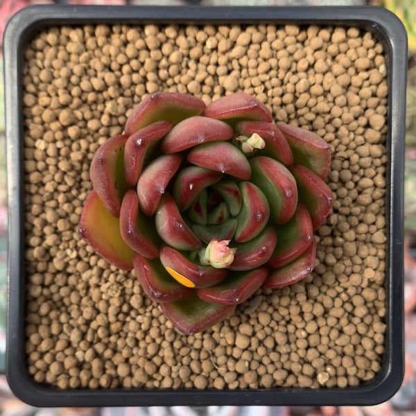 Echeveria Agavoides sp. 2" Succulent Plant