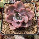 Graptoveria 'Mrs. Richards' Variegated 3" Succulent Plant