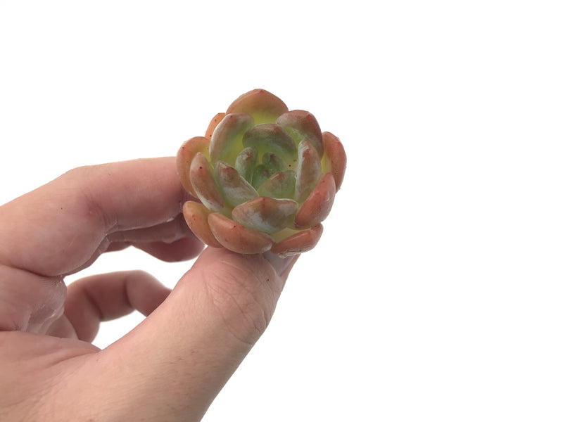 Echeveria 'Star Mark' 1" Rare Succulent Plant