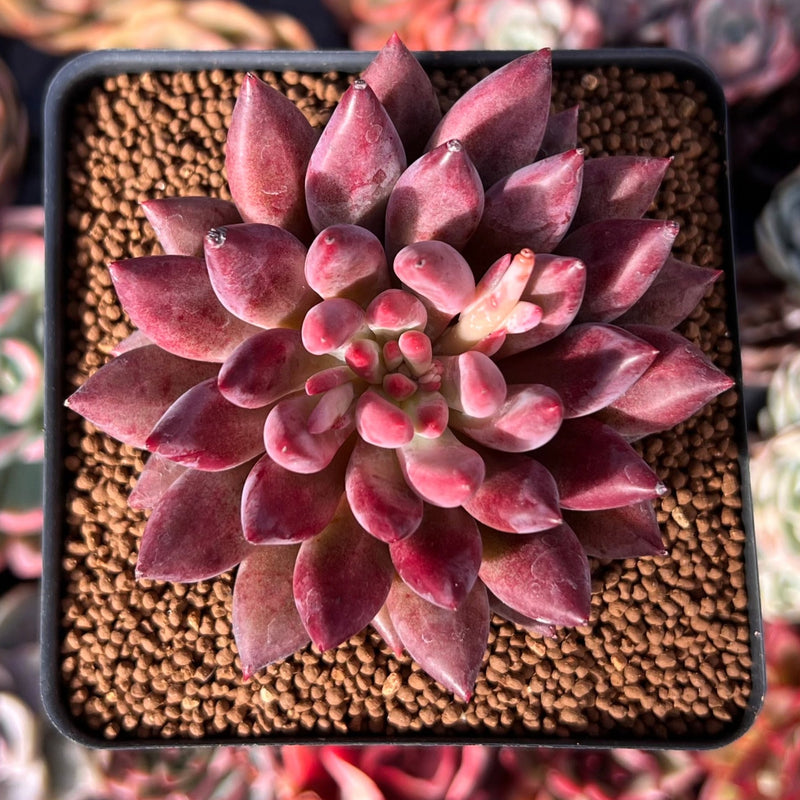 Pachyphytum 'Yeonji' Hybrid 2"-3" Succulent Plant