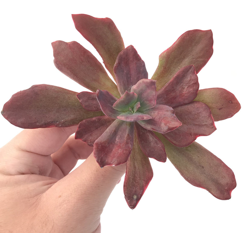 Echeveria 'Diamond State' Varieagted 3" Succulent Plant