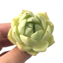 Echeveria Agavoides 'Moonlight' 2” Rare Succulent Plant