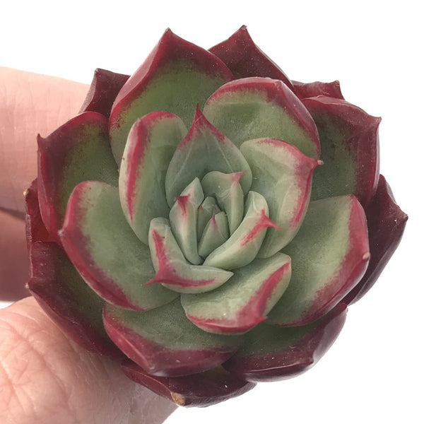 Echeveria sp. 1" Small Succulent Plant