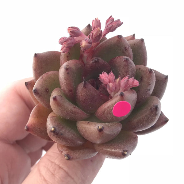 Echeveria Black Queen 2” Rare Succulent Plant