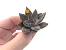 Echeveria Agavoides 'Tremolo' 1" New Hybrid Small Succulent Plant