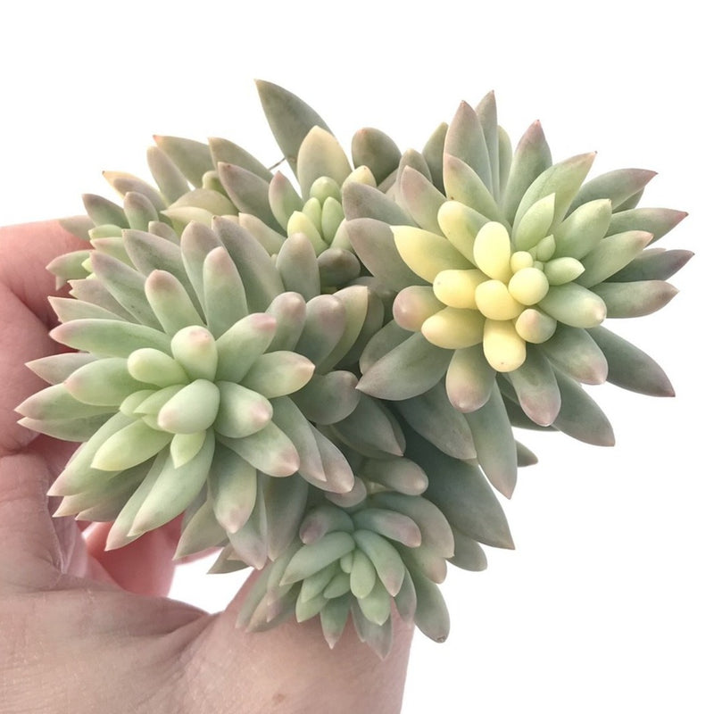 Sedum 'Morganium' Variegated 3" Cluster Succulent Plant