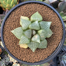 Haworthia Comptoniana Hybrid 3"-4" Succulent Plant