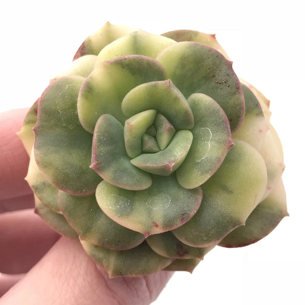 Echeveria Nicksana Variegated 2" Rare Succulent Plant