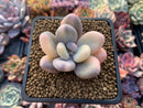 Pachyphytum 'Oviferum' Variegated 2” Succulent Plant