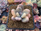 Pachyphytum 'Oviferum' Variegated 2” Succulent Plant