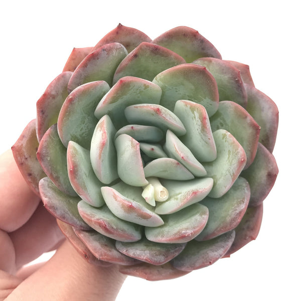 Echeveria ‘Paul Shay’ 3” Rare Succulent Plant