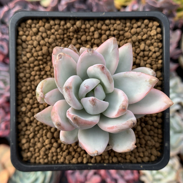 Pachyveria 'Simonasa' Variegated 3" Powdery Succulent Plant