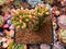 Sedum 'Lucidum Obesum' Crested 3" Succulent Plant