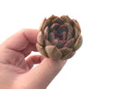 Echeveria 'Mirine' 2" Succulent Plant