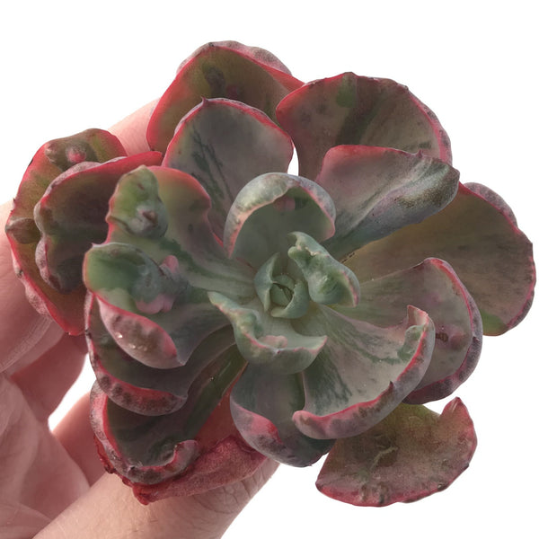 Echeveria 'Beyonce' Hearts Delight Variegated 4" Rare Succulent Plant