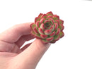 Echeveria Agavoides 'Pokeball' 1" New Hybrid Succulent Plant