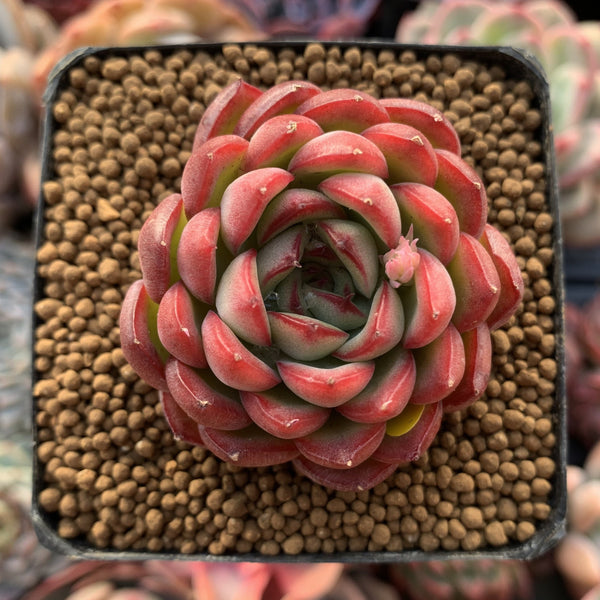 Echeveria Agavoides 'Pokeball' 1"-2" New Hybrid Succulent Plant