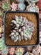 Pachyphytum 'Venus' Cluster 3” Succulent Plant