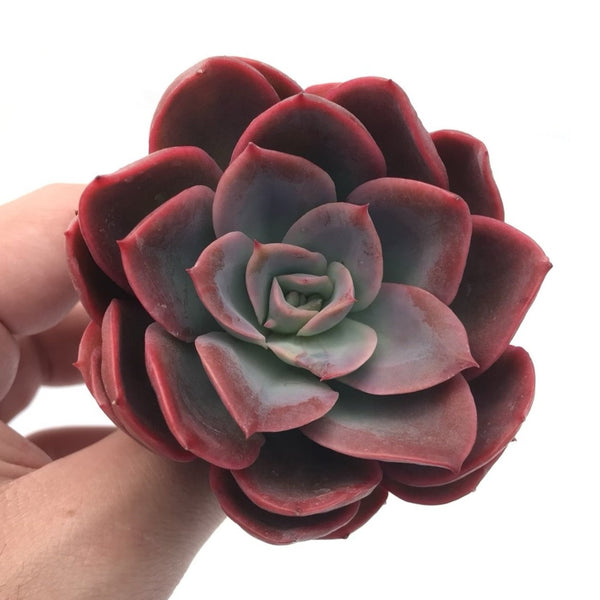 Echeveria 'Luella' 3” Rare Succulent Plant