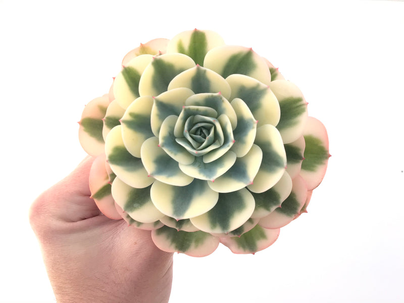 Echeveria 'Compton Carousel' Variegated 5" Succulent Plant