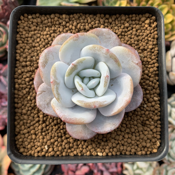 Echeveria 'Laui' 3" Powdery Succulent Plant