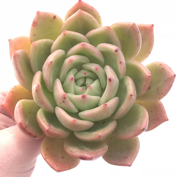 Echeveria Orange Champagne Large 5” Rare Succulent Plant