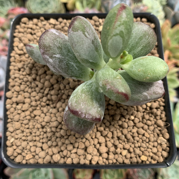 Cotyleydon Orbiculata Var. 'Hoppi' Variegated 2" Succulent Plant