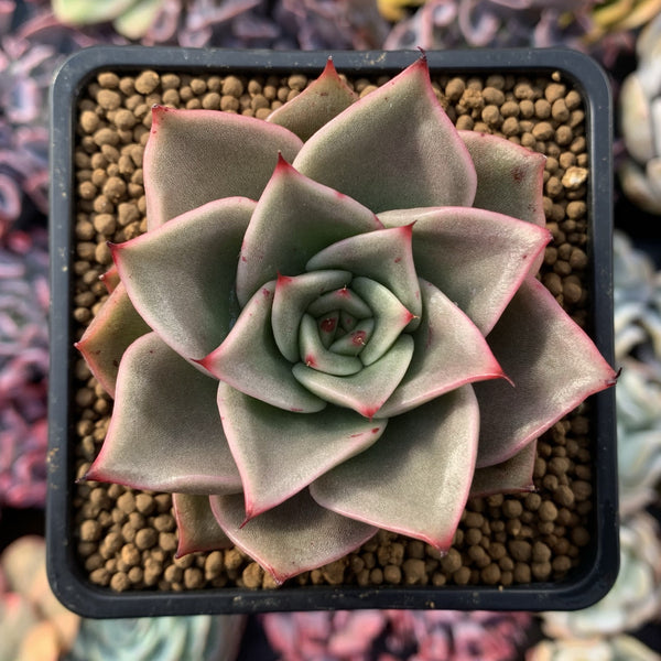 Echeveria Agavoides 'Padma' 1"-2" Succulent Plant