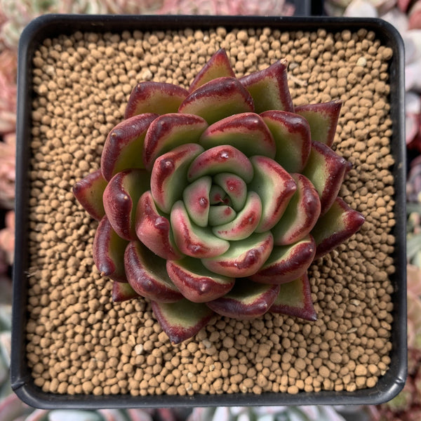 Echeveria Agavoides 'Ebony' Hybrid 2" Succulent Plant