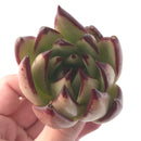 Echeveria Agavoides 'Ebony' Hybrid 3"-4" Succulent Plant