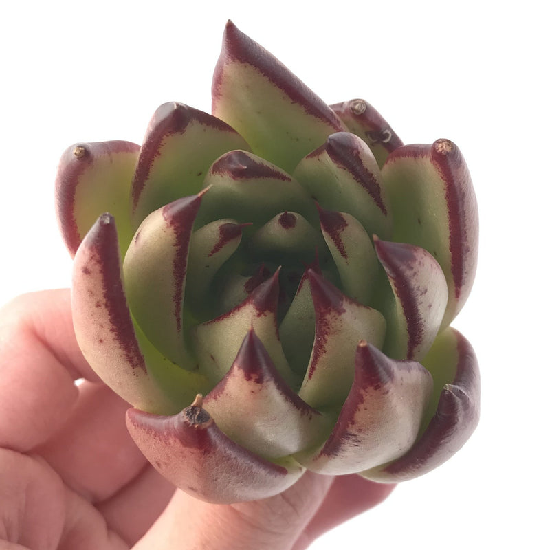 Echeveria Agavoides 'Ebony' Hybrid 3"-4" Succulent Plant