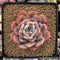 Echeveria 'Horizon' 2"-3" Succulent Plant