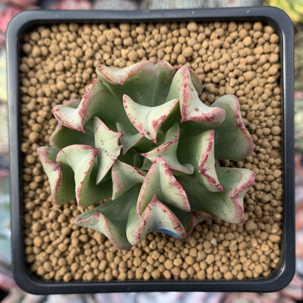 Echeveria 'Black Hawk' 2" Succulent Plant