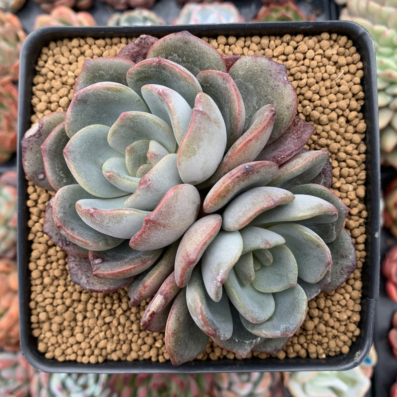 Echeveria 'Sleepy' 4" Powdery Succulent Plant