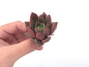 Echeveria Agavoides 'Baekya' 2" Succulent Plant