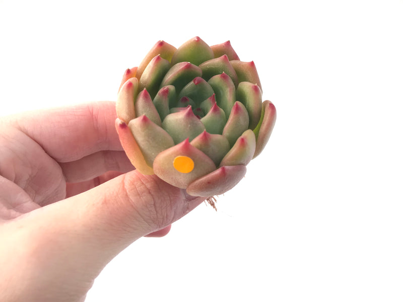 Echeveria Agavoides 'Labyrinth' New Hybrid 2" Succulent Plant