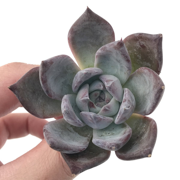 Echeveria 'Black Sabbath' 1" Succulent Plant