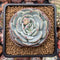 Echeveria 'Mont Blanc' 3" Powdery Succulent Plant