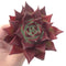 Echeveria Agavoides 'Luming' 4" Succulent Plant