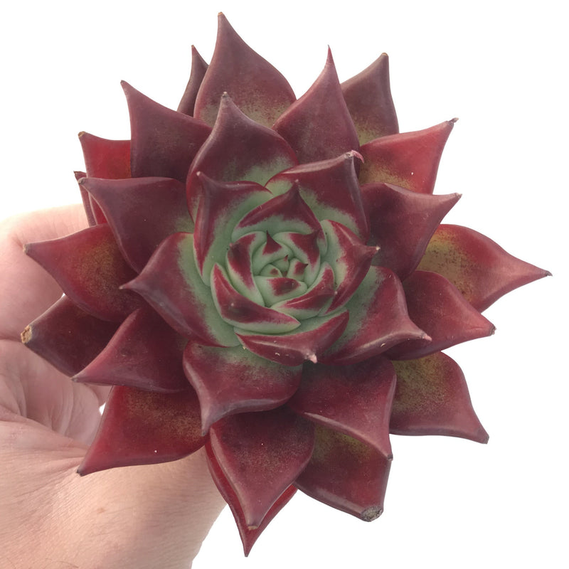 Echeveria Agavoides 'Luming' 4" Succulent Plant