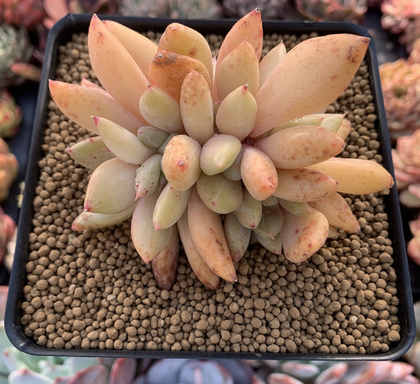 Echeveria Agavoides 'Spica' 4" Succulent Plant